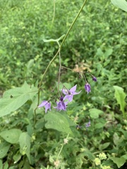 Solanum dulcamara