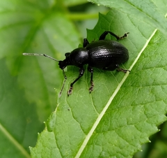 Otiorhynchus meridionalis