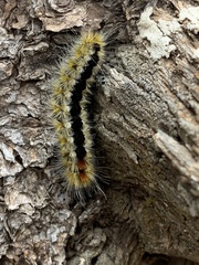Lophocampa ingens