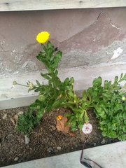 Calendula officinalis