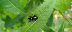 Otiorhynchus meridionalis