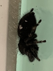 Phidippus audax