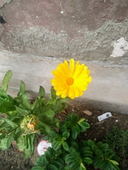 Calendula officinalis