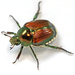 Escarabajo Japonés - Photo (c) softie, algunos derechos reservados (CC BY-SA)