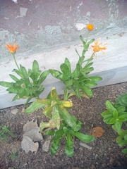 Calendula officinalis
