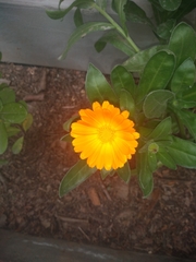 Calendula officinalis