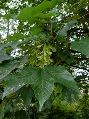 Acer pseudoplatanus