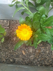Calendula officinalis