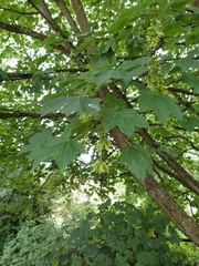 Acer pseudoplatanus