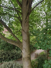 Acer pseudoplatanus