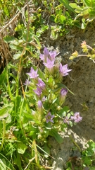 Gentianella ramosa