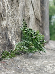 Asplenium ruta-muraria