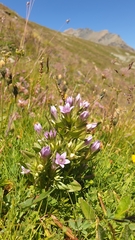 Gentianella ramosa