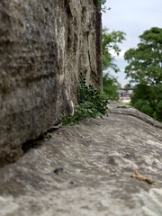 Asplenium ruta-muraria