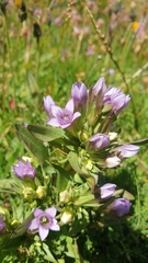 Gentianella ramosa