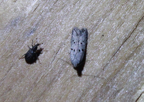 Ten-spotted Honeysuckle Moth photo 4