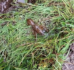 Parastacus pugnax