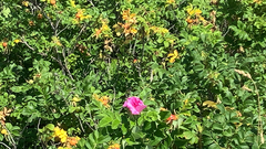 Rosa rugosa