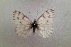 Pontia sisymbrii