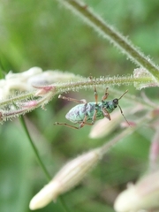 Phyllobius arborator