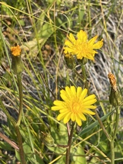 Crepis runcinata hallii