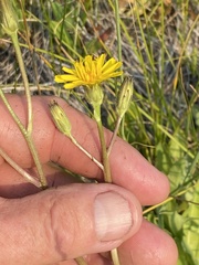 Crepis runcinata hallii