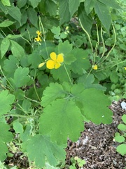 Chelidonium majus