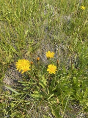 Crepis runcinata hallii