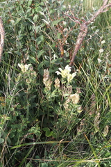 Scutellaria supina