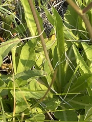 Crepis runcinata hallii