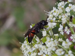 Arachnospila