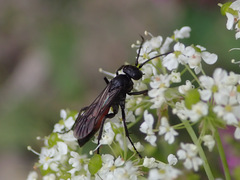 Arachnospila