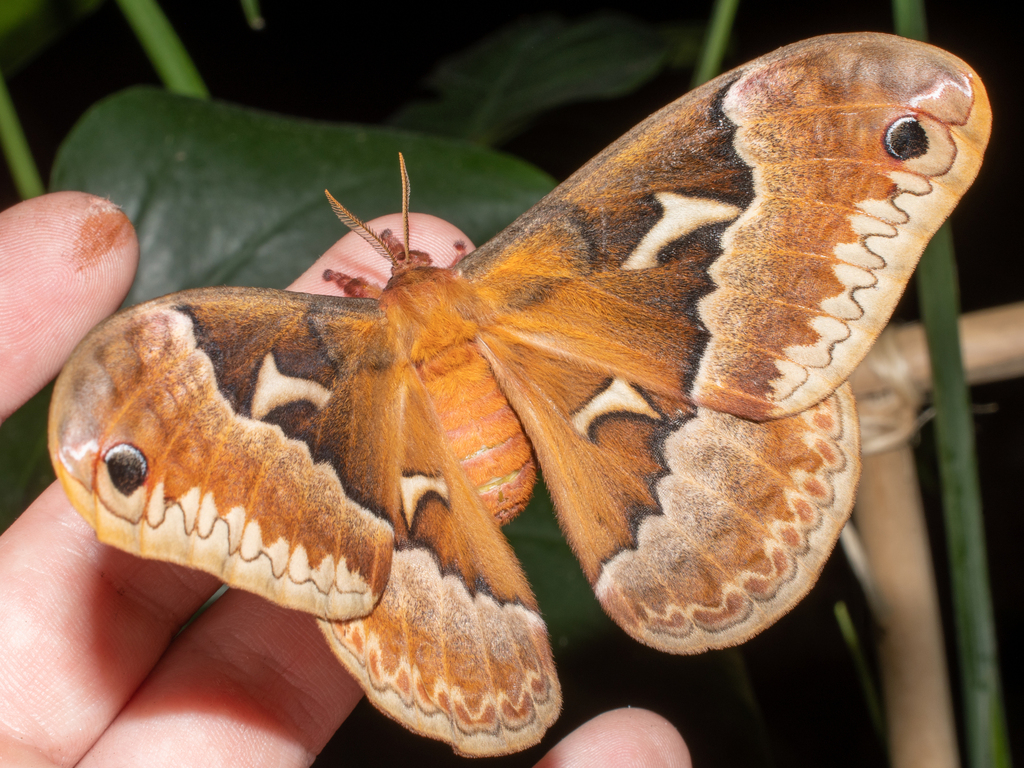 Cute, colorful moth has appetite for maple leaves, Outdoors