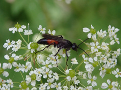 Arachnospila