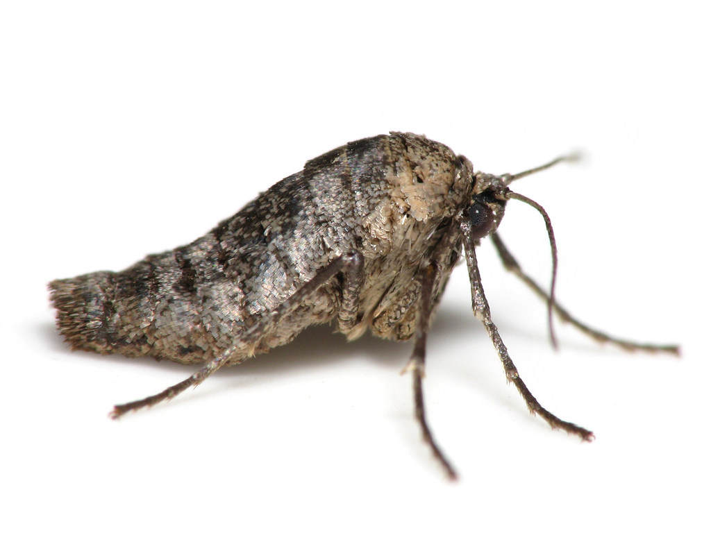Fall cankerworm moth from belle haven va usa on december 17 2012 at