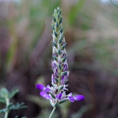 Dalea pogonathera
