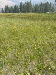 Crepis runcinata hallii