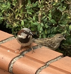 Passer domesticus