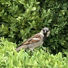 Passer domesticus