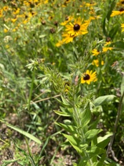 Lithospermum parviflorum