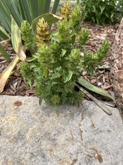 Dracocephalum parviflorum