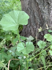 Malva pusilla