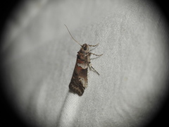Acrobasis legatea