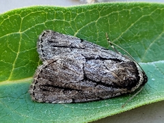 Sympistis dinalda