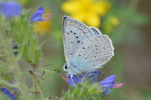 modráčik hnedoškvrnný (Polyommatus daphnis)