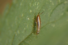 Apterygida albipennis
