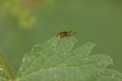 Apterygida albipennis