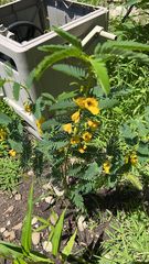 Chamaecrista fasciculata