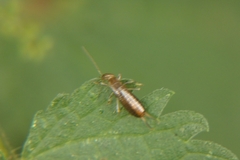 Apterygida albipennis
