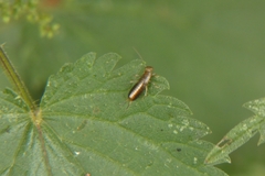 Apterygida albipennis